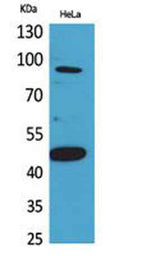 Inhibin β-B rabbit pAb