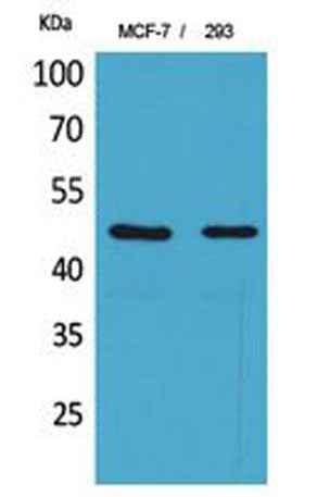 Inhibin β-A rabbit pAb