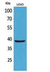 EKLF rabbit pAb