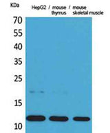Eotaxin rabbit pAb