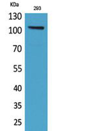 Neuropilin rabbit pAb 50µL/100µL