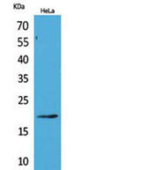 CD3-δ rabbit pAb