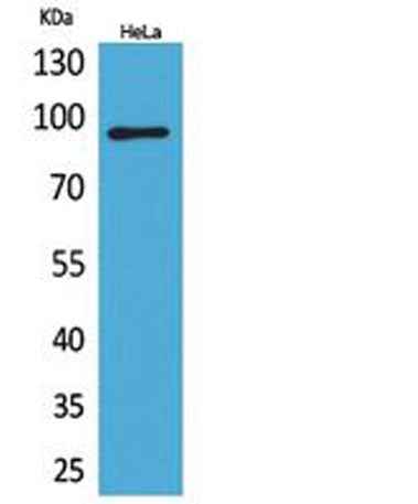Integrin β2 rabbit pAb