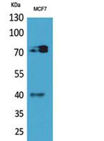 CD110 rabbit pAb
