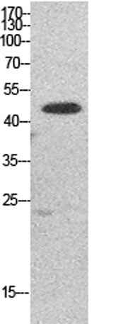 EF-1 α1/2 rabbit pAb