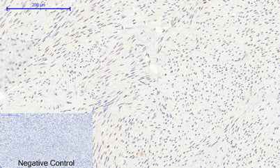 Histone H2A rabbit pAb
