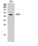 CD47 rabbit pAb