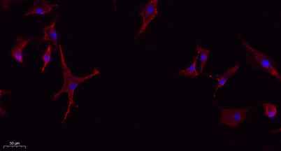 Glut4 rabbit pAb