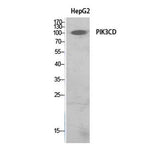PI 3-Kinase p110δ rabbit pAb