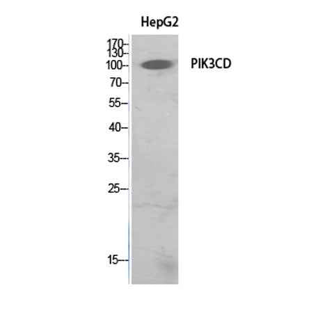 PI 3-Kinase p110δ rabbit pAb