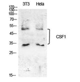 M-CSF rabbit pAb