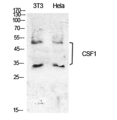 M-CSF rabbit pAb