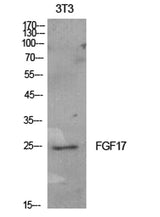 FGF-17 rabbit pAb 50µL/100µL