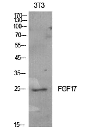 FGF-17 rabbit pAb 50µL/100µL