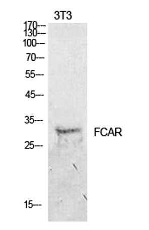 CD89 rabbit pAb