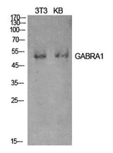 GABAA Rα1 rabbit pAb