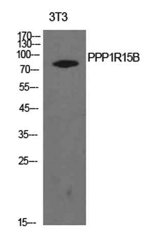 PPP1R15B rabbit pAb
