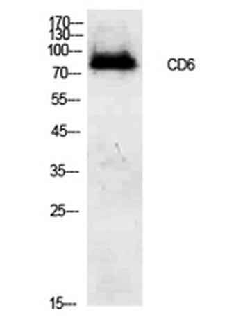 CD6 rabbit pAb