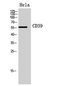CD39 rabbit pAb