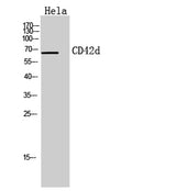 CD42d rabbit pAb 50µL/100µL