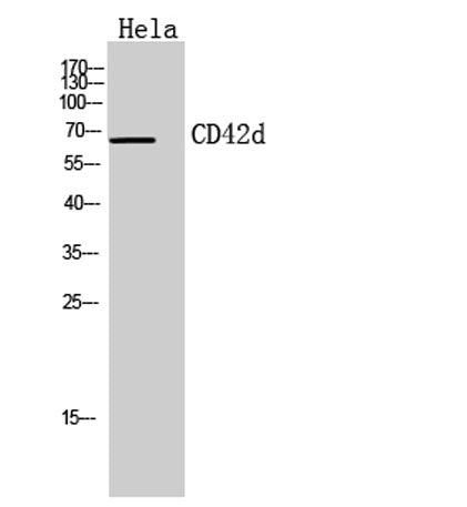 CD42d rabbit pAb 50µL/100µL