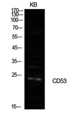 CD53 rabbit pAb