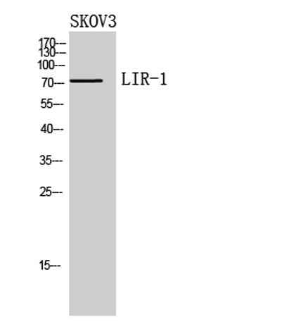 LIR-1 rabbit pAb