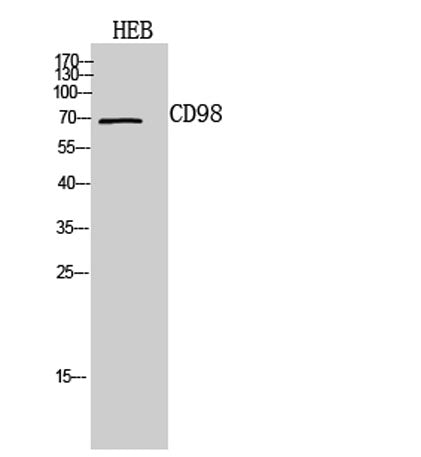 CD98 rabbit pAb 50µL/100µL