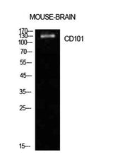 CD101 rabbit pAb