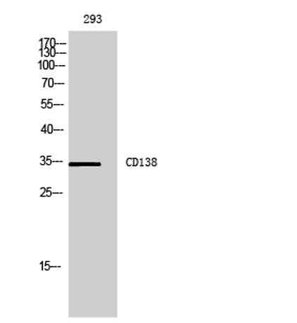CD138 rabbit pAb