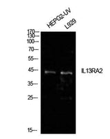 IL-13Rα2 rabbit pAb