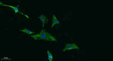 CD155 rabbit pAb