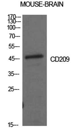 CD209 rabbit pAb