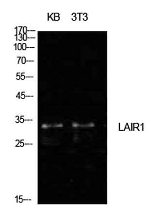 CD305 rabbit pAb