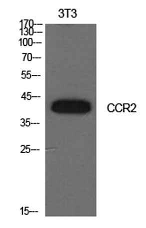 CD192 rabbit pAb