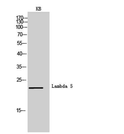 Lambda 5 rabbit pAb