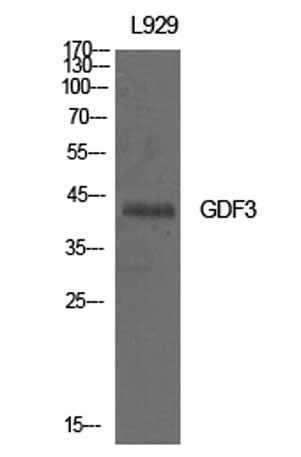 GDF-3 rabbit pAb