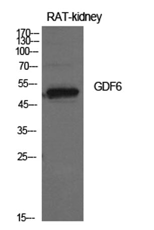 GDF-6 rabbit pAb 50µL/100µL
