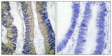 4E-BP1 (phospho Thr69) rabbit pAb