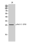 Bcl-2 (phospho Ser70) rabbit pAb