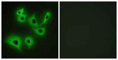 R-cadherin rabbit pAb