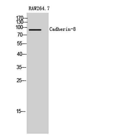 Cadherin-8 rabbit pAb