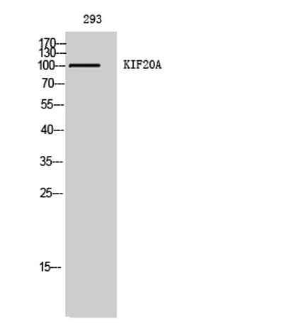 KIF20A rabbit pAb