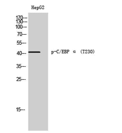C/EBP α (phospho Thr230) rabbit pAb