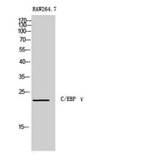 C/EBP γ rabbit pAb