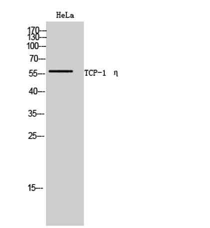 TCP-1 η rabbit pAb