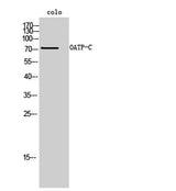OATP-C rabbit pAb