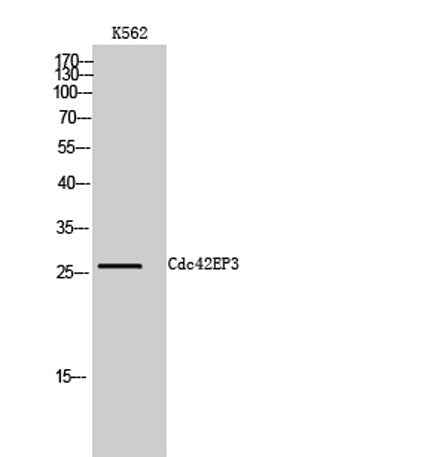 Cdc42EP3 rabbit pAb