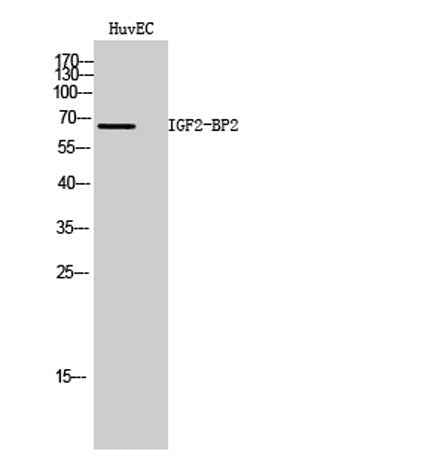 IGF2-BP2 rabbit pAb