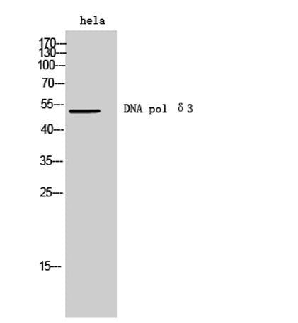 DNA pol δ3 rabbit pAb 50µL/100µL